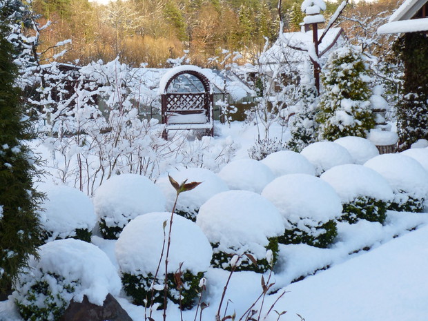 Bukszpany pod śnieżną pierzynką