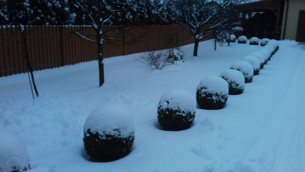 Bukszpany w śnieżnych czapeczkach