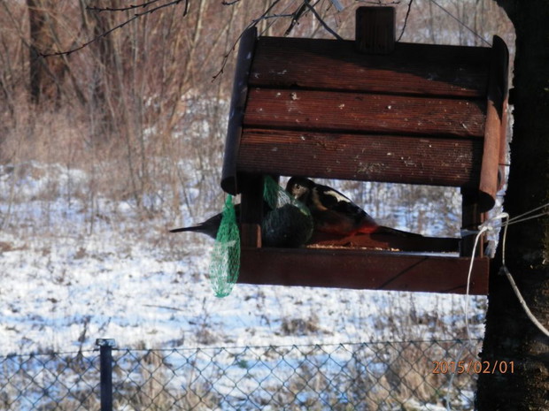 Dokarmianie ptaszków zimą
