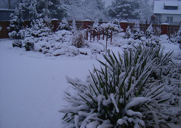 Juki zasypane śniegiem