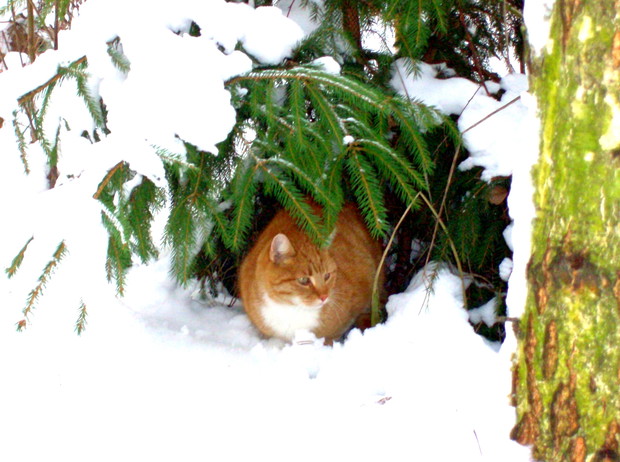 Kiciuś pod choinką