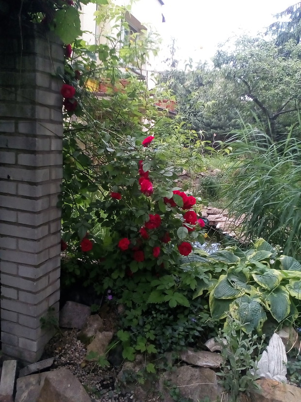 Ocalona spod chmielu