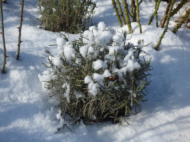 Okryte białym puchem