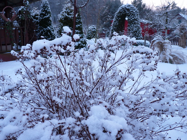Pięciornik pod śniegiem