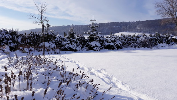 Pod białą pierzynką