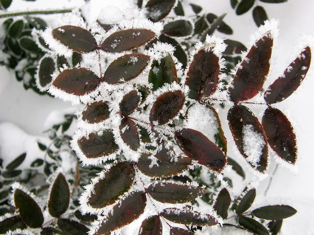 Pod białą pierzynką