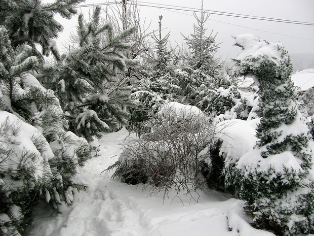 Pod białą pierzynką