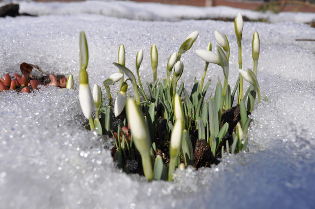 Pod białą pierzynką