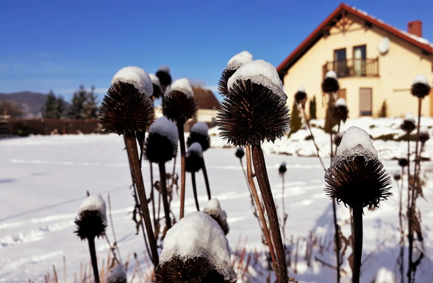 Pod białą pierzynką