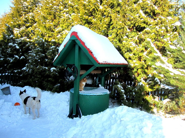 studnia i moje zwierzęta