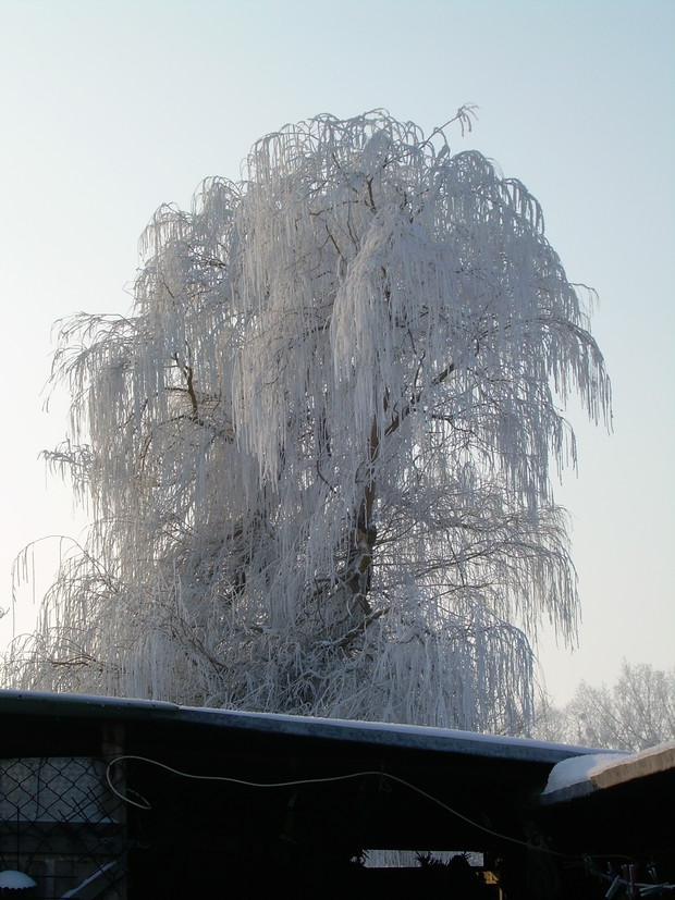 Wierzba płacząca zimą