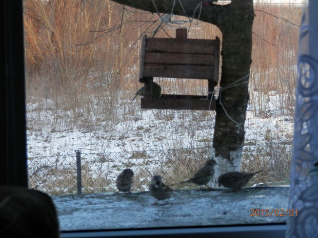 Wróbeli czekają na obiad