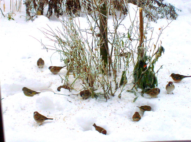 wróbelki pod karmnikiem