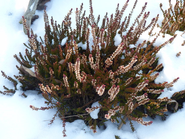 Wrzosy pod śniegiem