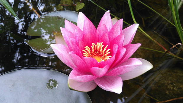 COŚ MI ZAKWITŁO W OCZKU