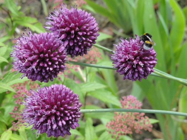 Czosnek główkowaty