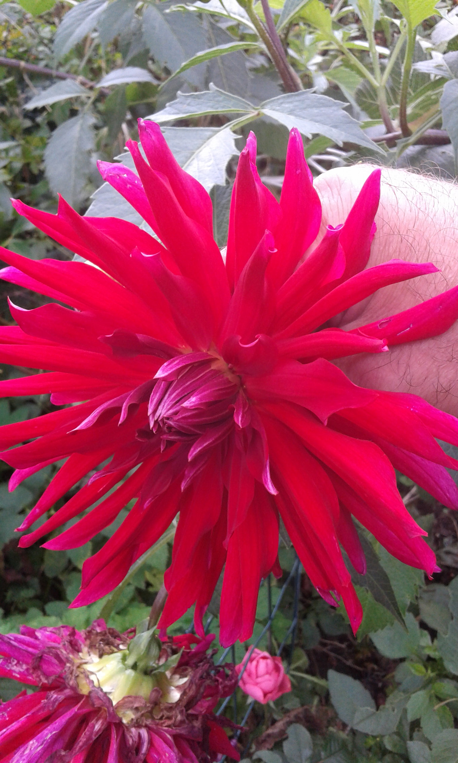 Dalia z mojego ogrodu