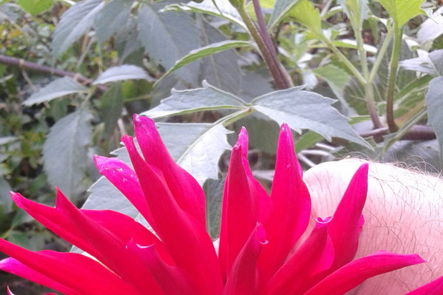 Dalia z mojego ogrodu