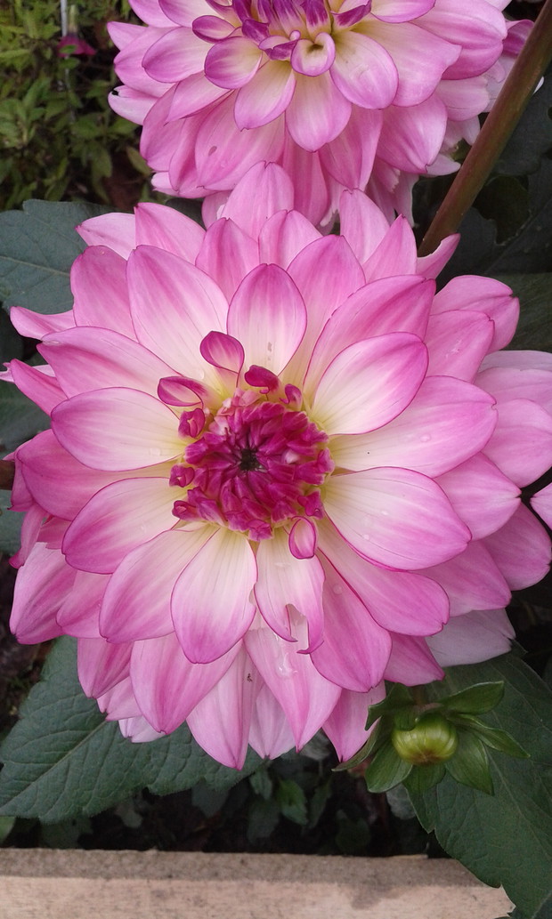 Dalia z mojego ogrodu