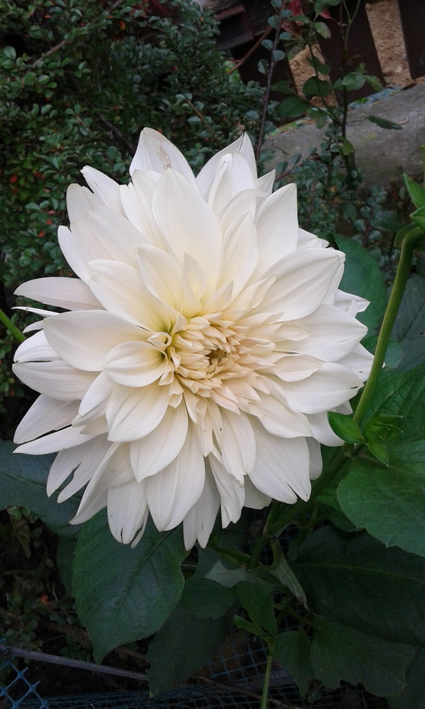 Dalia z mojego ogrodu