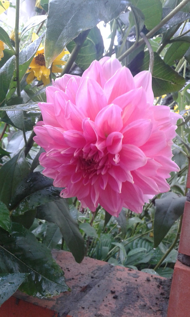 Dalia z mojego ogrodu