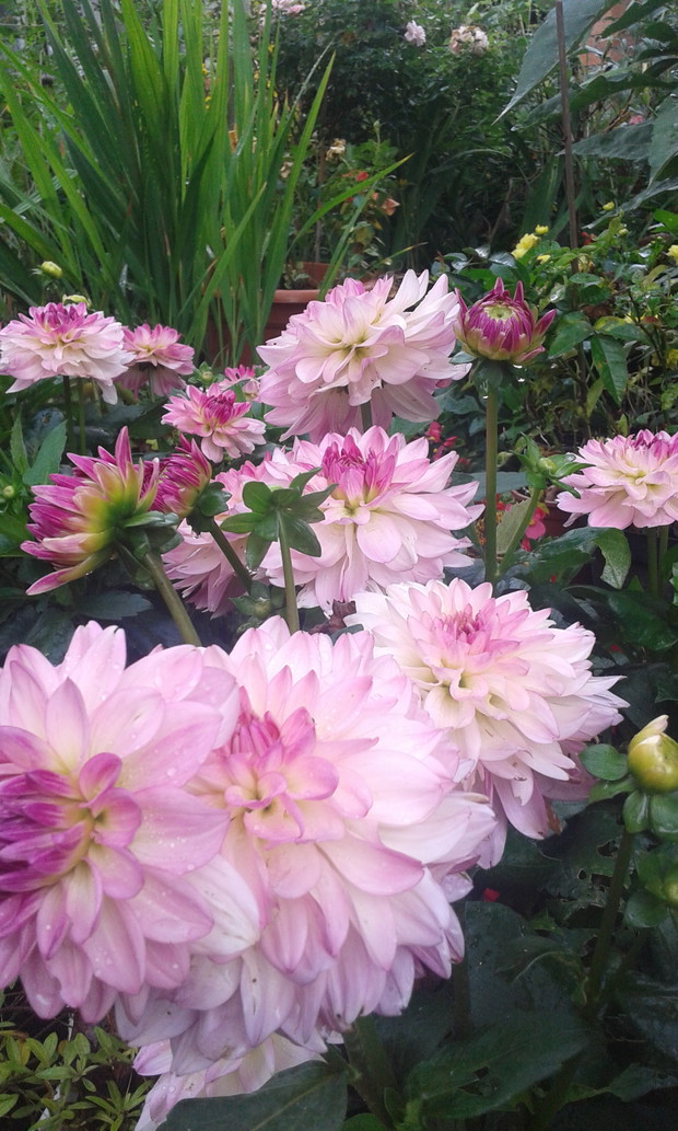 Dalie ,pieknie zakwitły