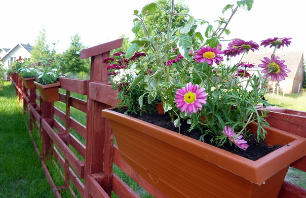 Donice zdobią płot z palet