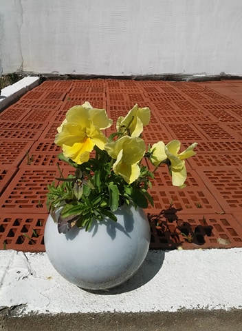 Doniczka z pomysłem.