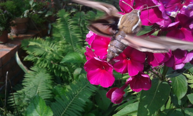 Floks z jakiś owad ,chyba bardzo spragniony