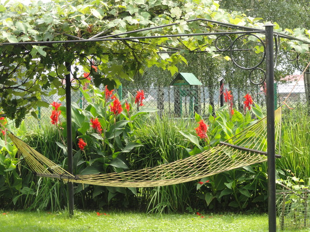 Hamak pod winogronem