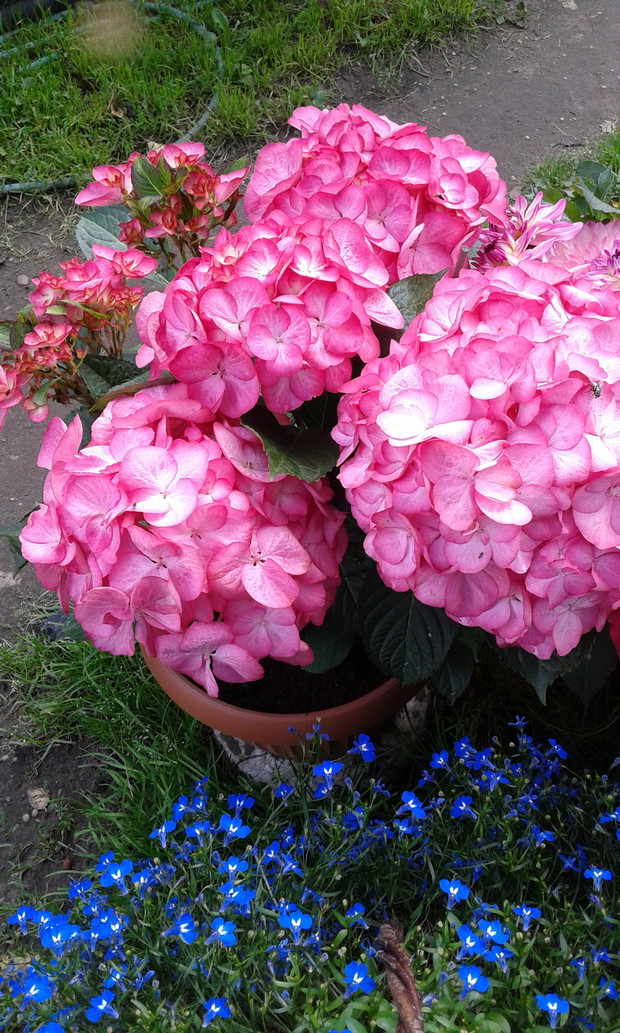 Hortensja w moim ogrodzie