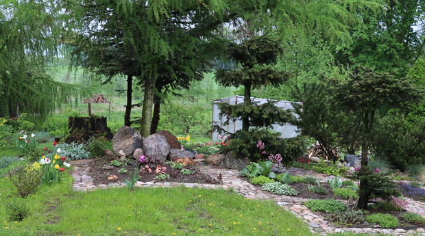 Iglaki po wiosennym cięciu