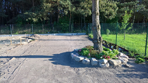 jedyne ocalone drzewo