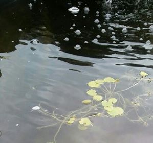 Klaudia Grzegorzewska