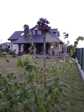 Klaudia Grzegorzewska