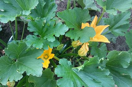 Klaudia Grzegorzewska