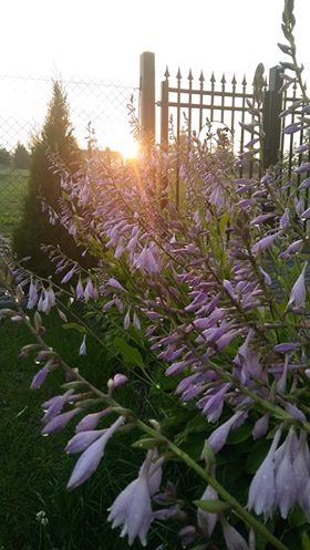 Klaudia Grzegorzewska