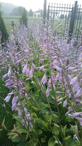 Klaudia Grzegorzewska