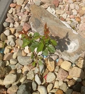 Klaudia Grzegorzewska