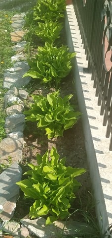 Klaudia Grzegorzewska