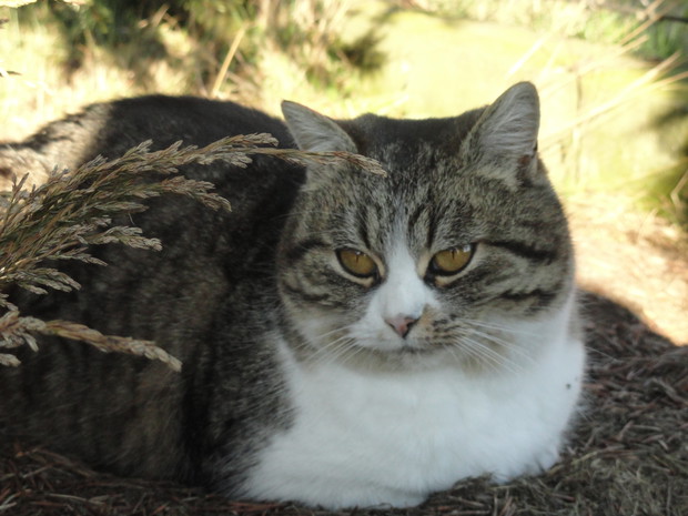 Kot wśród iglaków