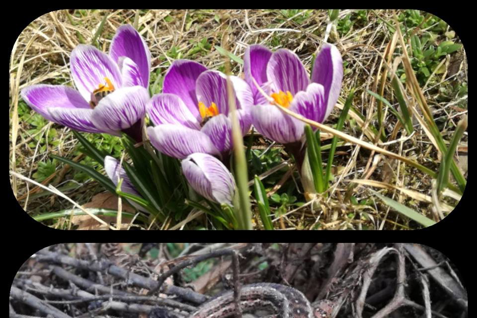 Krokusy i jaszczurka