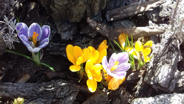 Krokusy