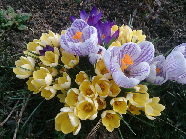 krokusy