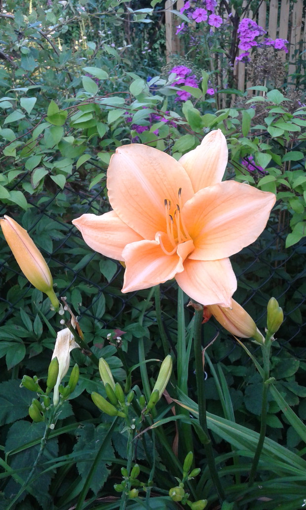 Liljowiec z mojego ogrodu