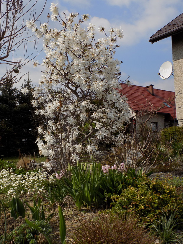 magnolia Water lilly