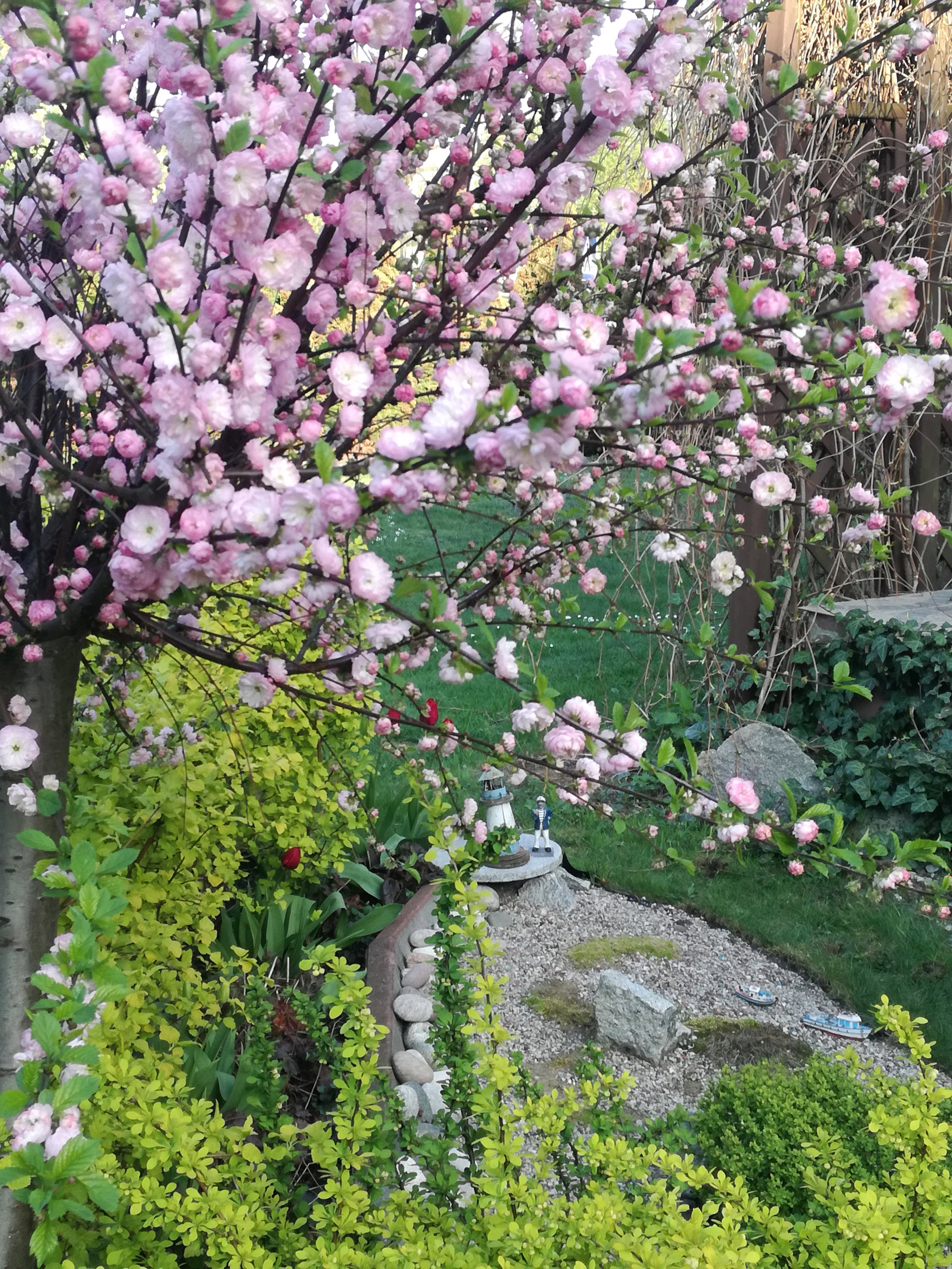 migdałek szczepiony na pniu
