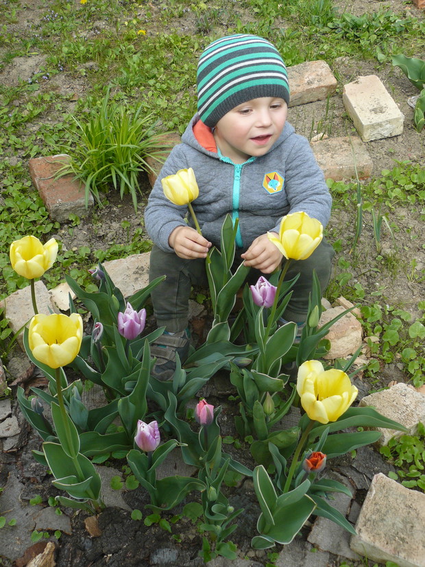 Mój synek kocha tulipanki