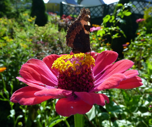 Motylki je uwielbiają - Cynie