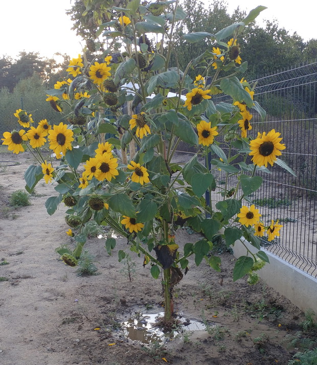 niespodziewany gość- samosiejka